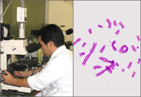 光学顕微鏡により、染色体の異常を分類している写真